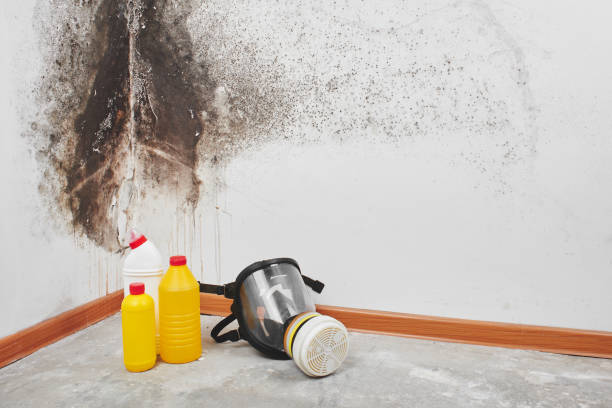 Best Mold Remediation Experts  in Salida, CA