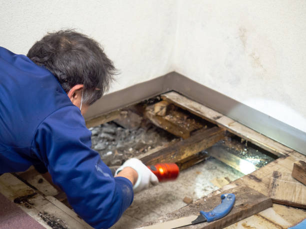 Best Commercial Mold Removal  in Salida, CA