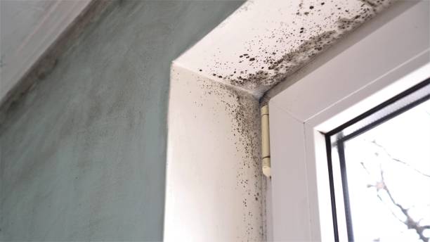 Best Professional Mold Removal  in Salida, CA