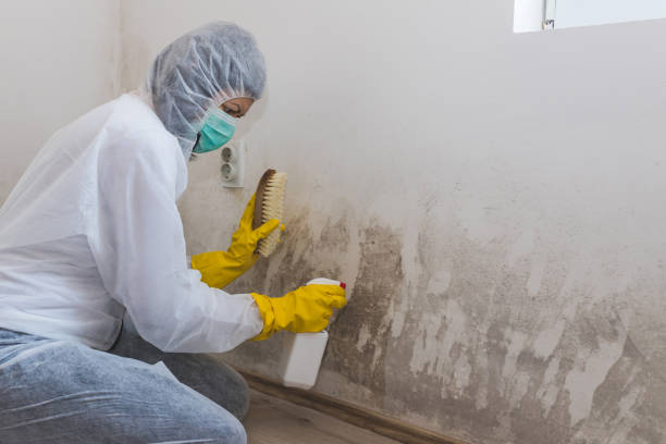 Best Mold Remediation  in Salida, CA