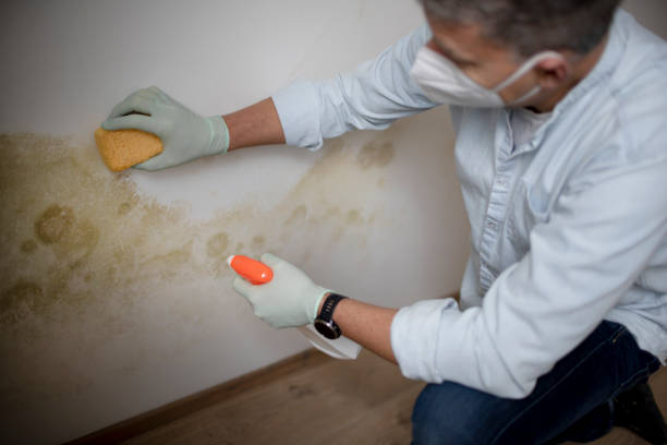 Mold Removal Process in Salida, CA