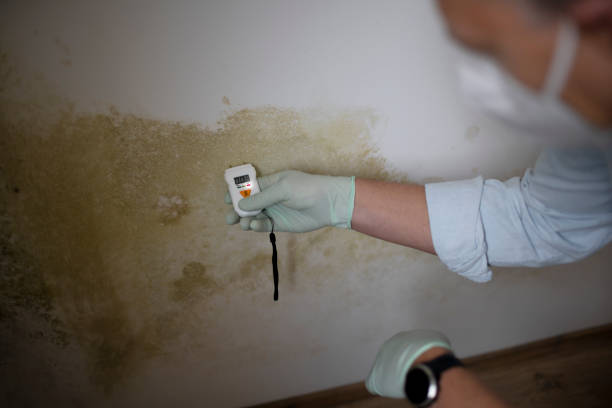 Best Emergency Mold Removal  in Salida, CA