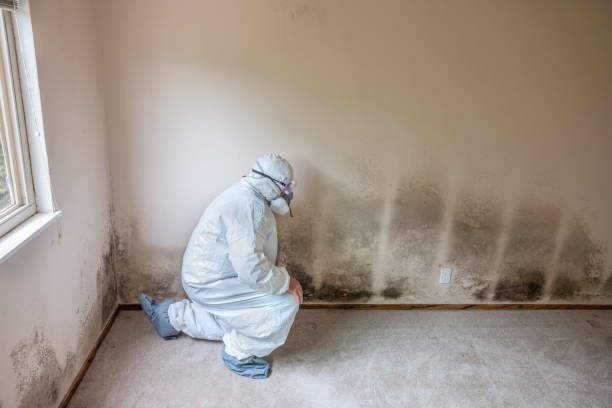 Best Mold Removal and Inspection  in Salida, CA