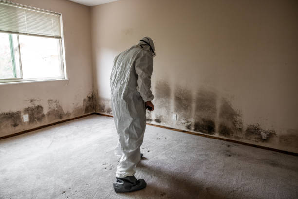 Attic Mold Removal in Salida, CA