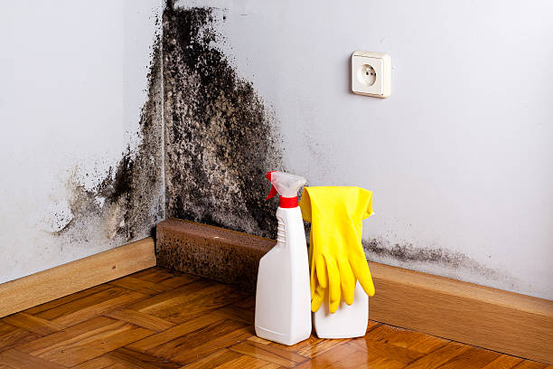Best Office Mold Removal Services  in Salida, CA