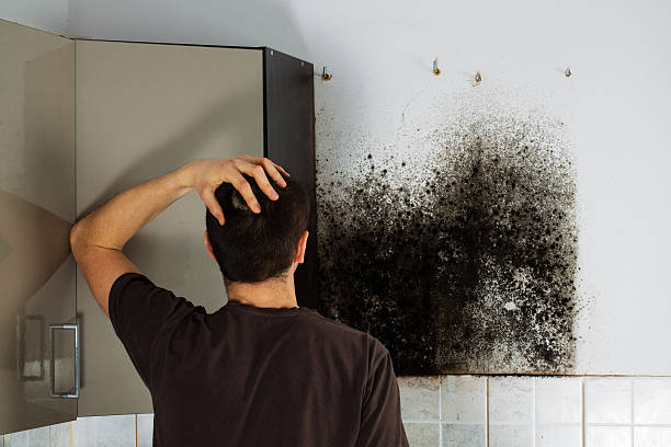 Best Local Mold Removal Service  in Salida, CA