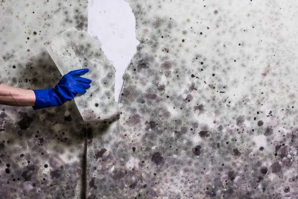 Best Crawl Space Mold Removal  in Salida, CA