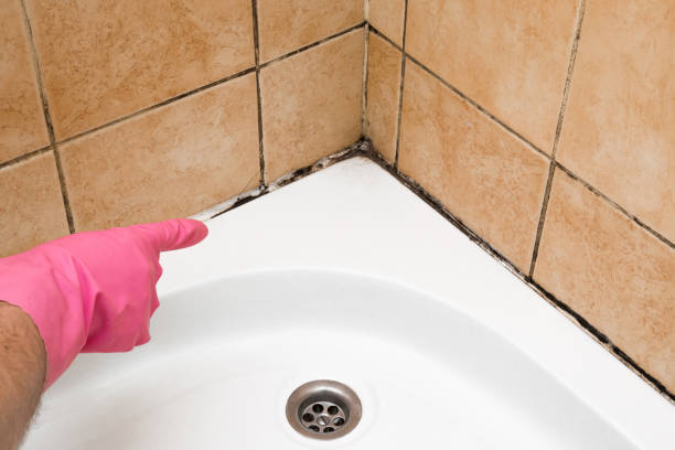 Best Same-Day Mold Removal  in Salida, CA