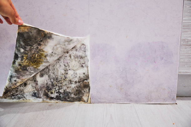 Best Mold Cleaning Services  in Salida, CA